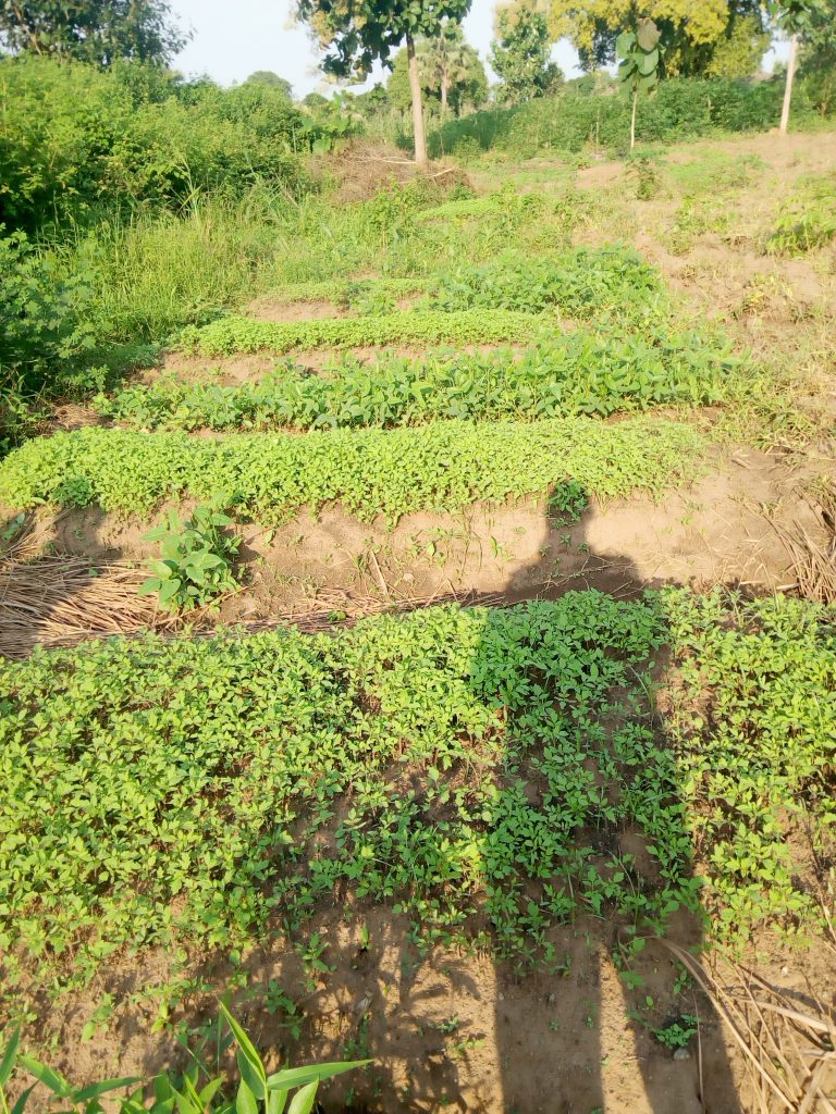 Climate-Smart Agribusiness for Widow-Headed Households