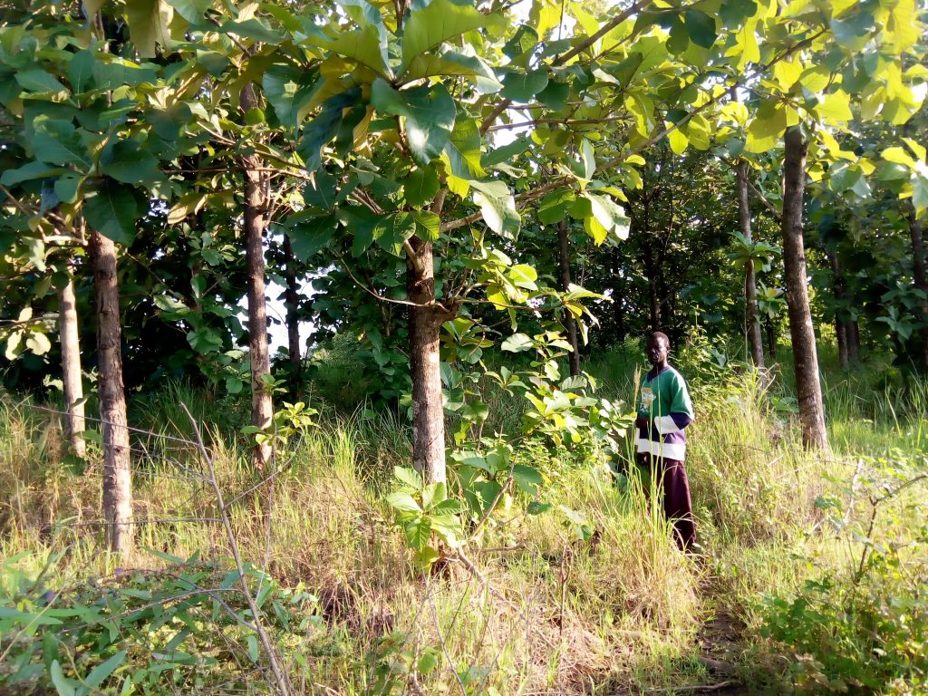 Reforestation